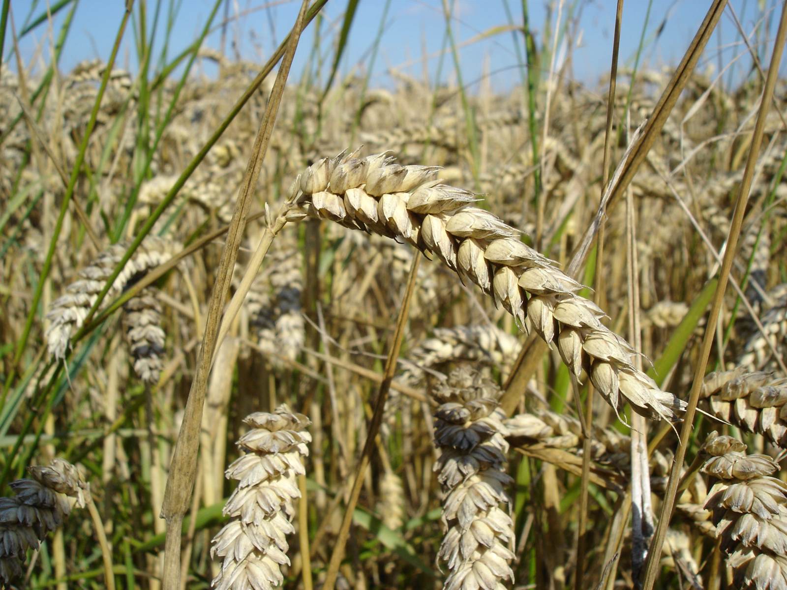 Heads of ripened wheat, close up, at harvest